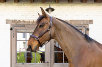 Dy'on kantar Head Collar Fancy - brązowy