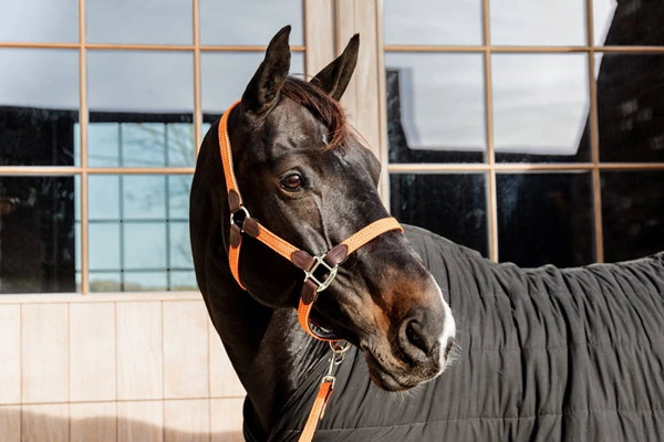 Kentucky kantar pleciony - pomarańczowy