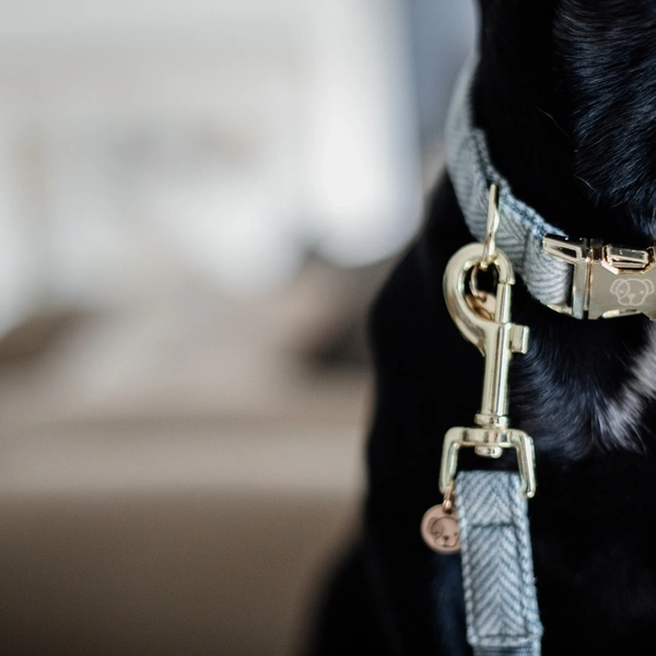 Obroża Kentucky Collar Wool - błękitna