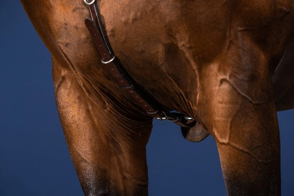 Skórzano-elastyczny napierśnik Dy'on Bridge Breastplate US Jumping - czarny