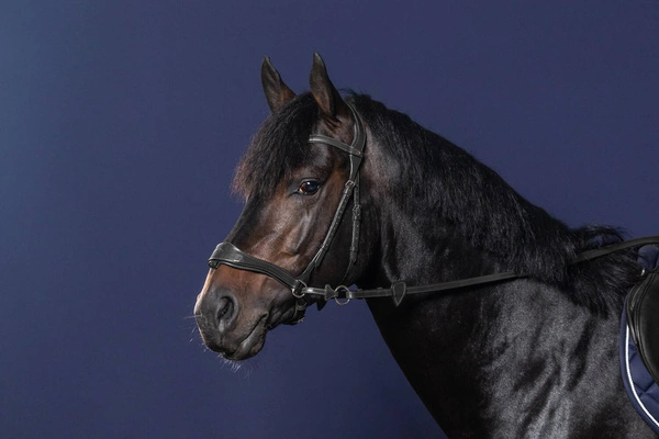 Ogłowie Dy'on z nachrapnikiem D Motion New English - czarne