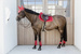 Kentucky Ochraniacze Young Horse Fetlock Velvet na zadnie nogi - czerwone