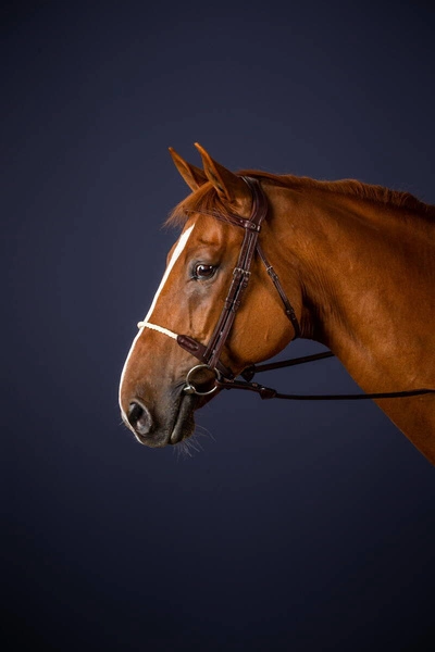 Ogłowie Dy'on ze sznurkowym nachrapnikiem angielskim New English
