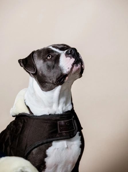 Kentucky derka dla psa Original - brązowa