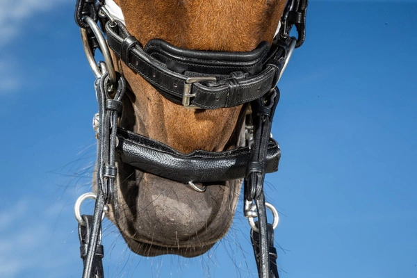 Ochraniacz na łańcuszek Dy'on z neoprenem - czarny