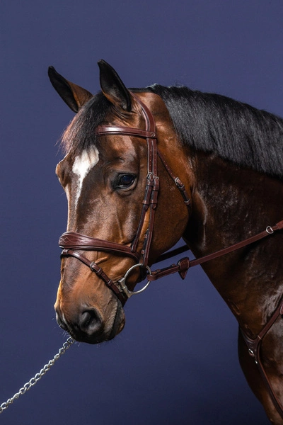 Anatomiczne ogłowie Dy'on z nachrapnikiem angielskim New English - brązowe