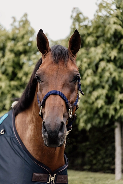 Kentucky kantar pleciony - granatowy