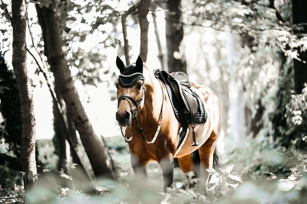 Kentucky czaprak Pearls - czarny
