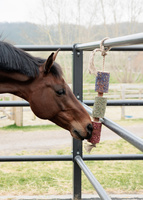 Kentucky gryzak dla koni Relax Horse Toy - freedom