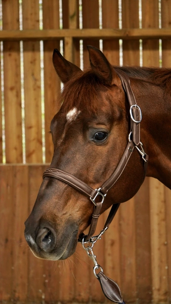 Dy'on kantar Soft Leather - brązowy