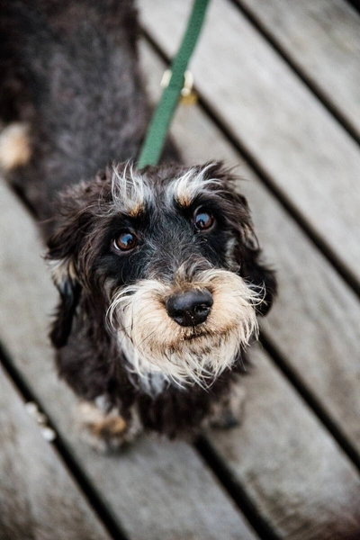 Pleciona smycz Kentucky Nylon 2m - ciemny zielony