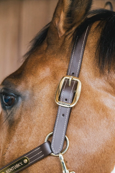 Kentucky skórzany kantar Wellington - brązowy