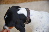 Dy'on obroża Plaited Dog