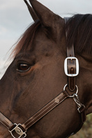 Dy'on kantar US Halter With Adjustment - brązowy