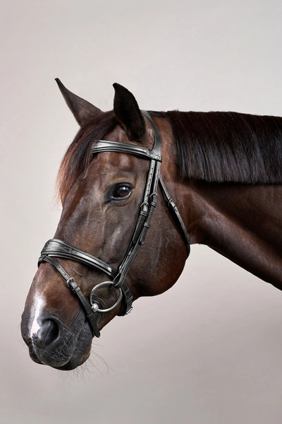 Anatomiczne ogłowie Dy'on z nachrapnikiem angielskim New English