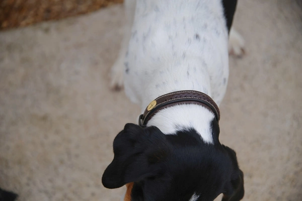 Dy'on obroża Plaited Dog