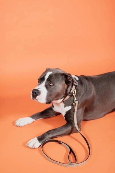 Pleciona smycz Kentucky Nylon 1,2m - beżowa