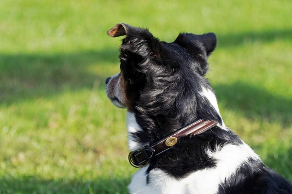 Dy'on obroża Fancy Dog