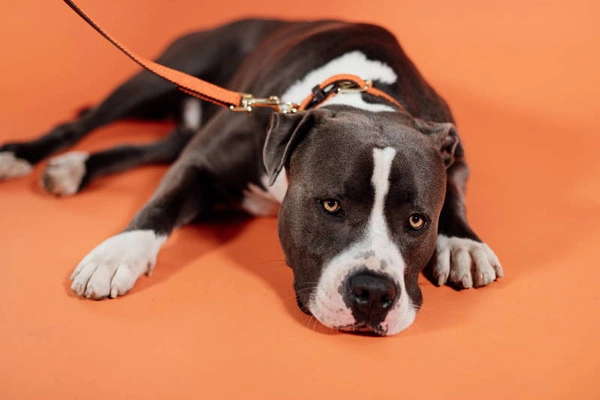 Pleciona obroża dla psa Kentucky - pomarańczowa