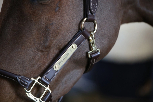 Kentucky skórzany kantar anatomiczny - brązowy