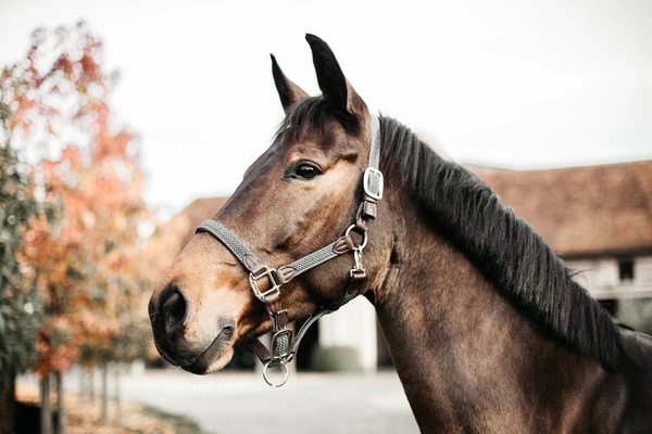 Kentucky kantar pleciony - szary