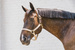 Kentucky kantar Nylon Halter Breakaway - beżowy