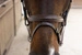 Ogłowie Dy'on New English Flash Noseband Bridle - Soft Collection - brązowe