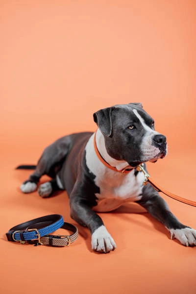 Pleciona obroża dla psa Kentucky - pomarańczowa