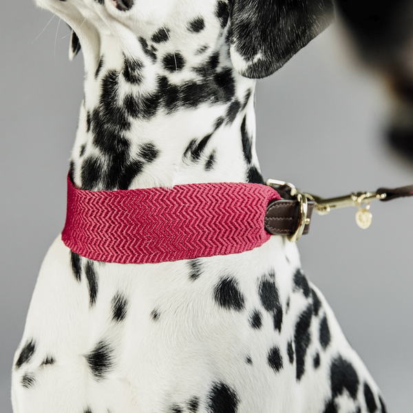 Obroża Kentucky Jacquard - różowa