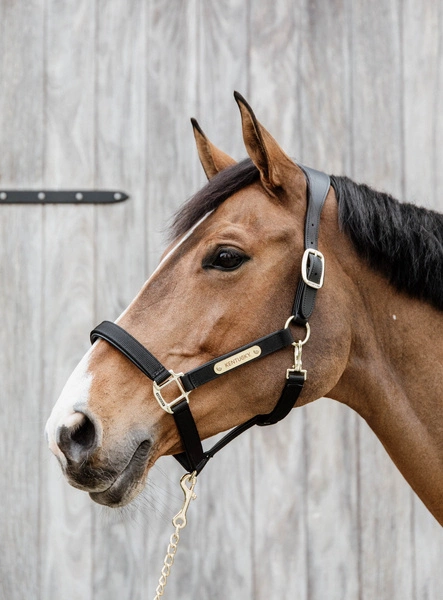 Kentucky kantar Nylon Anatomic - czarny