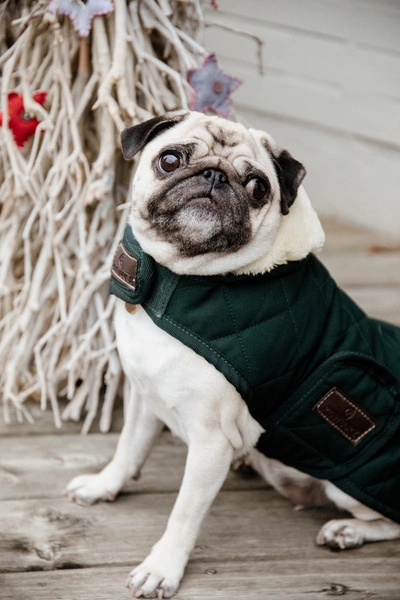 Kentucky derka dla psa Original - ciemna zieleń