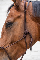 Kantar sznurkowy Kentucky Grooming Deluxe - brązowy