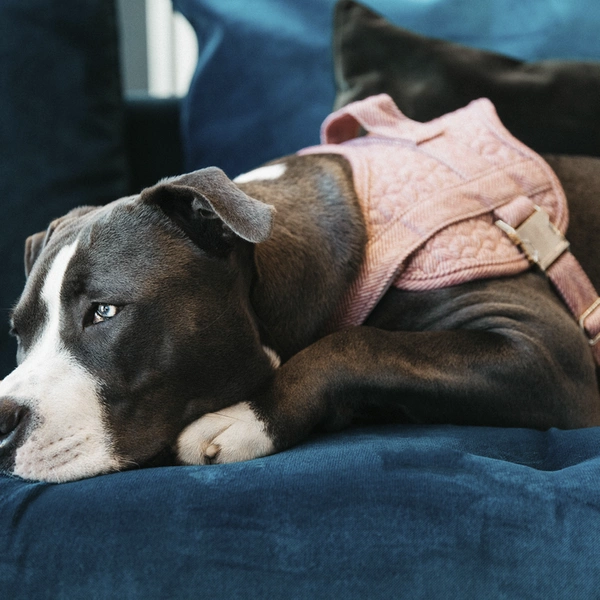 Szelki dla psa Kentucky Body Safe Wool - pudrowy różowy