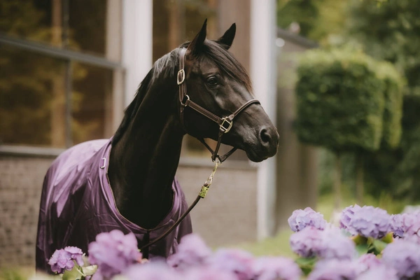 Kentucky derka padokowa All Weather Waterproof Pro 160g - fioletowa