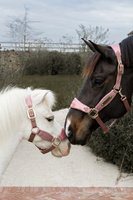  Kentucky kantar anatomiczny Velvet Unicorn Glitter - pudrowy róż