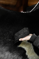 Metalowe zgrzebło - Kentucky Grooming Deluxe