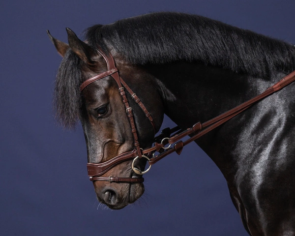 Ogłowie Dy'on z nachrapnikiem D Motion New English - czarne