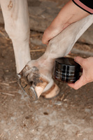 Maść na grudę Mud Fever Cream Plus 250g - Kentucky Grooming Deluxe