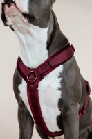 Szelki dla psa Kentucky Active Velvet - bordowe