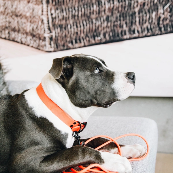 Miękka gumowa smycz Kentucky Soft Rubber 5 m - pomarańczowa