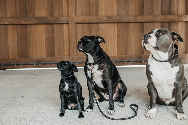 Dy'on smycz Braided Dog - czarna