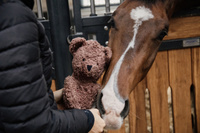  Kentucky zabawka do boksu Bear