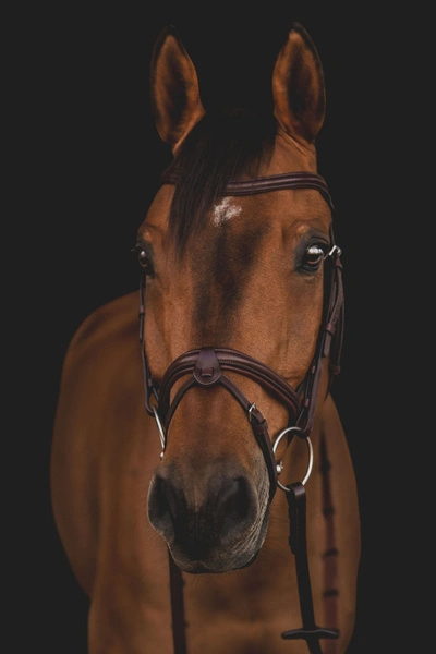 Ogłowie Equiline BJ300 - brązowe