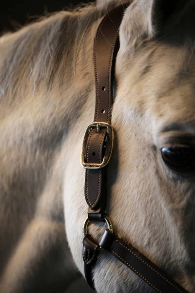 Kentucky skórzany kantar anatomiczny - brązowy