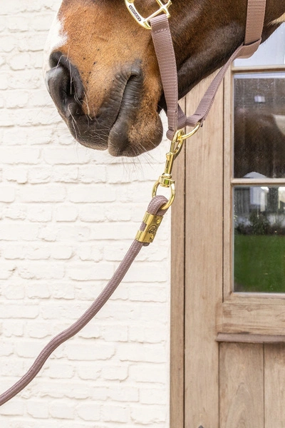 Kentucky uwiąz Basic - jasny fiolet