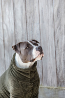 Kentucky sweter dla psa Teddy Fleece -ciemna zieleń 
