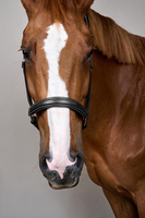 Dy'on kantar Head Collar Fancy - czarny