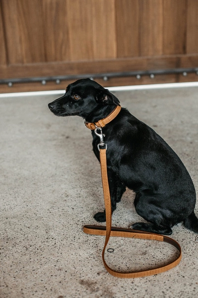 Dy'on smycz Basket Dog - jasnobrązowa