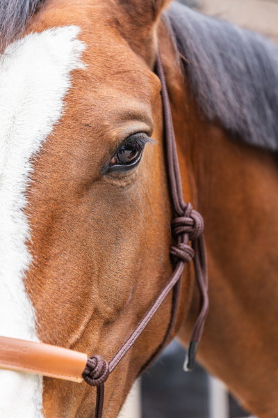 Kantar sznurkowy Kentucky Grooming Deluxe - brązowy