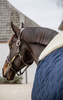 Kentucky derka stajenna Comfort 200g - granatowa